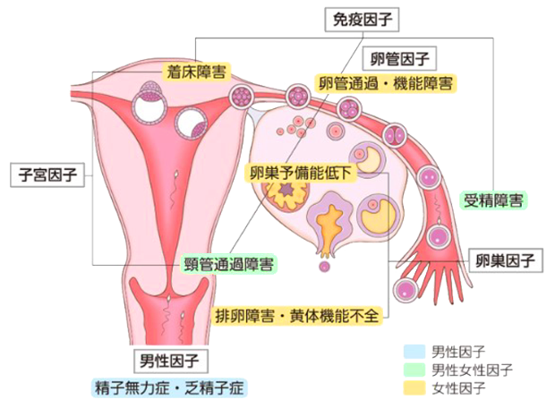 着 床 いつ 妊娠 【医師監修】妊娠初期出血（着床出血）の時期はいつ？時間・量・月経との違い